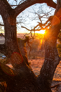 Setting sun shining through the branches of a gorgeous old tree 