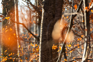 Tree trunk and orange leaves in the wintry forest at sunset 