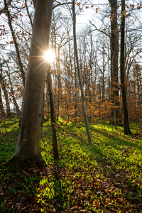 Wild garlic growing in the magnificent forest in early spring at sunset 