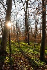 Wild garlic growing in the beautiful forest in early spring at sundown 
