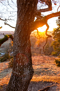 Setting sun shining through the branches of a beautiful old tree 