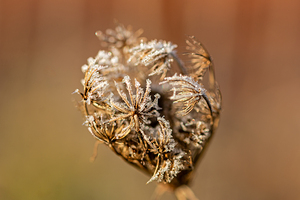 Closeup macro shot of withered flower covered by beautiful ice crystals 