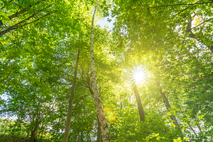 Birch tree in the lush green forest in spring with scenic sun rays