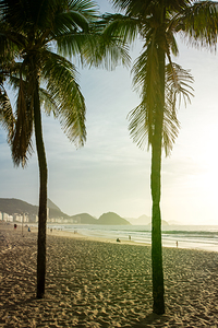Palm trees at Copacabana Beach in Rio de Janeiro in Brazil at sunrise 