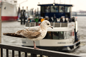 Seagull sitting at the pier in St. Pauli Landungsbrücken in Hamburg in front of harbor ferry
