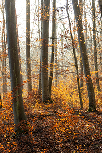 Beautiful view of orange leaves in the forest at sunset 