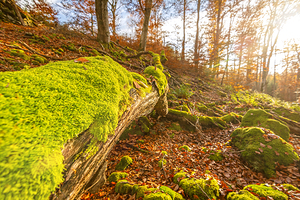 Closeup shot of moss-covered tree trunk in the autumnal forest at sunset