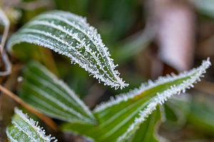 Closeup macro shot of green plant leaves covered by beautiful ice crystals 