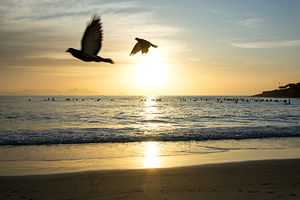 Birds and paddle boarders at the Copacabana Beach in Rio de Janeiro in Brazil at sunrise 