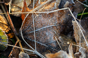 Closeup macro shot of withered maple leaf covered by gorgeous ice crystals 