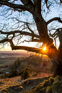 Setting sun shining through the branches of an old tree in front of beautiful countryside 