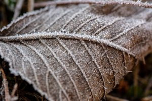 Closeup macro shot of beech leaf covered by beautiful ice crystals 
