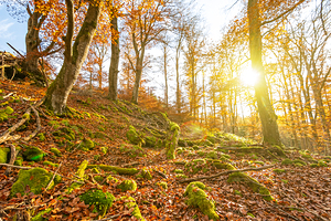 Sun rays in the autumnal forest