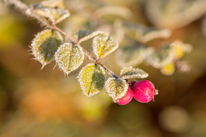 Frozen Berries