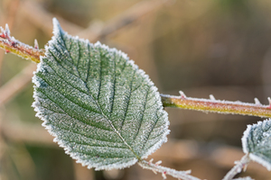 Frozen Leaf