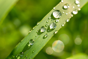 Dewdrops on Grass