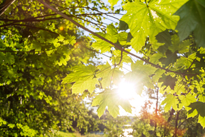 Sun and Leaves