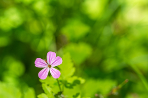 Geranium Cranesbill Flower