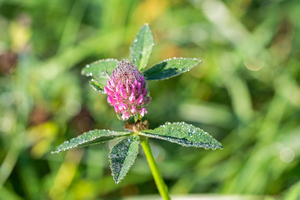 Dewdrops on a Clover Flower 