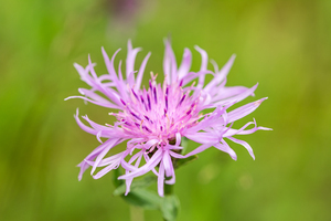 Wildflower