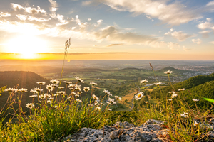 Mountain Flowers