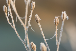 Frozen