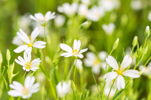 White Flowers
