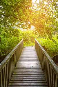 Forest Bridge