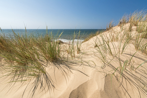 Sand Dune and Beach Grass