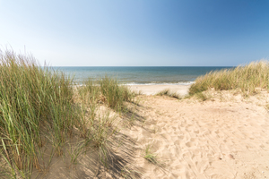 Beach Grass in Dune Landscape