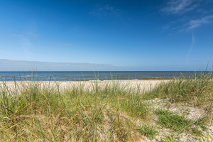 Ocean and Dunes