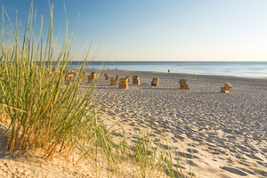 Beach Grass on Sylt