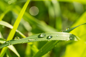 Dewdrops on Grass