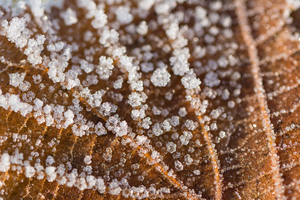 Winter Leaf