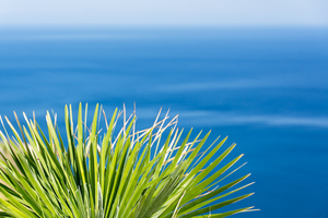 Dwarf Palm in Sicily