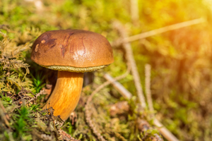 Mushroom in the Sunlight