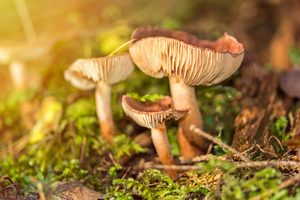 Mushrooms in the Forest