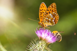Butterfly and Bee