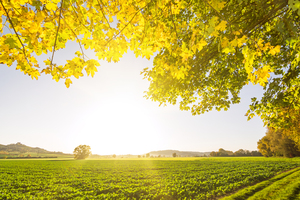 Autumn Landscape