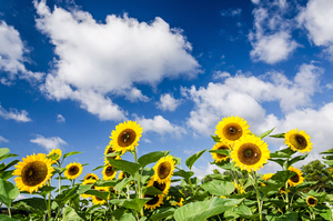 Sunflowers under Blue Sky