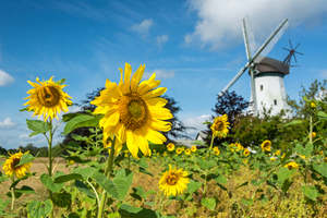 Sunflowers and  Windmill