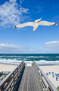 Seagull