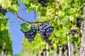 Grapes