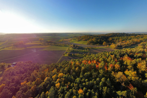 Forest in Autumn