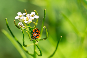 Firebug  on a Flower