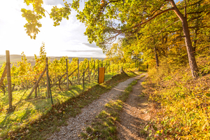 Hiking in the Vineyard