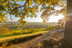 Vineyard Trail