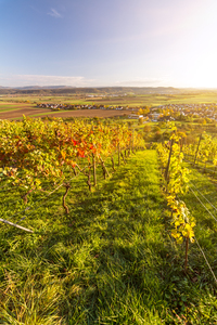Vineyard Sunset