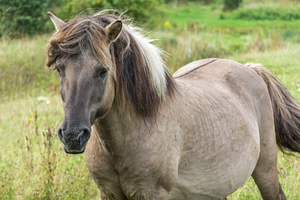 Wild Konik Horse