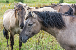 Konik Horses